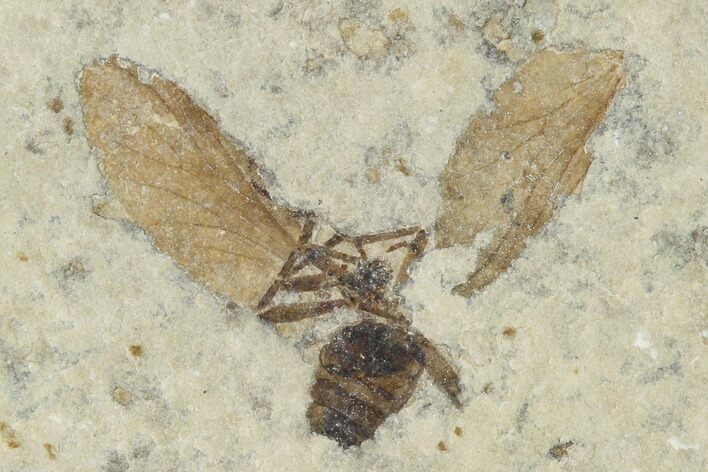 Fossil March Fly (Plecia) - Green River Formation #138481